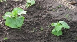 Сажаем огурцы в открытый грунт: особенности подкормки растений
