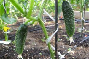 Как выращивать огурцы. Знание агротехники