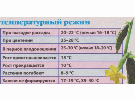 Температурный режим для выращивания огурцов в теплице