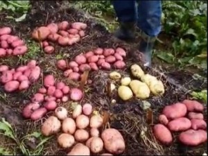 Выращиваем молодой картофель